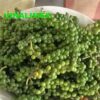 Hạt tiêu xanh chất lượng cao nhà trồng