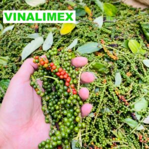 Hạt tiêu xanh chất lượng cao nhà trồng