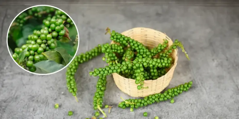 Cách bảo quản tiêu xanh giúp nguyên liệu tươi lâu và giữ được dinh dưỡng