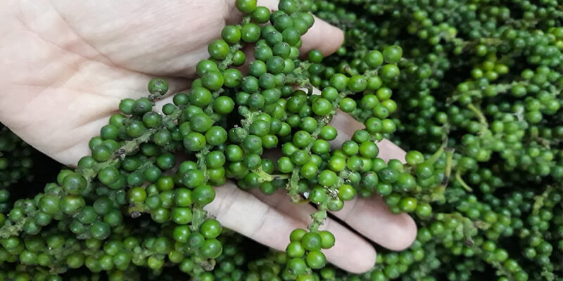 Chọn tiêu xanh chuẩn vườn để sở hữu gia vị an toàn cho gian bếp