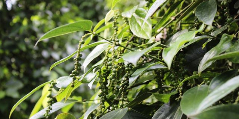 Có nhiều cách để trữ hạt tiêu xanh tươi bạn có thể áp dụng