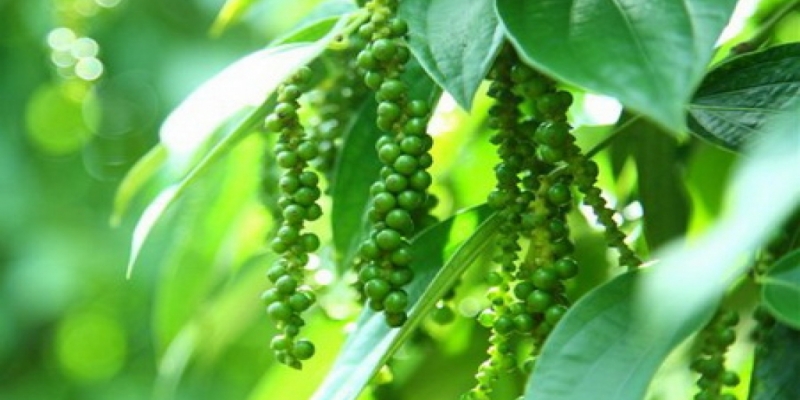 Dùng đúng cách loại gia vị cay nồng này để phát huy tối đa công dụng