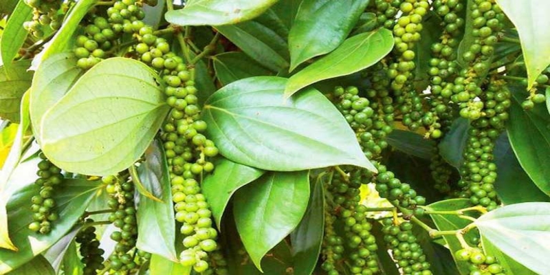 Ít ai ngờ tiêu xanh lại tốt cho sức khỏe đến vậy