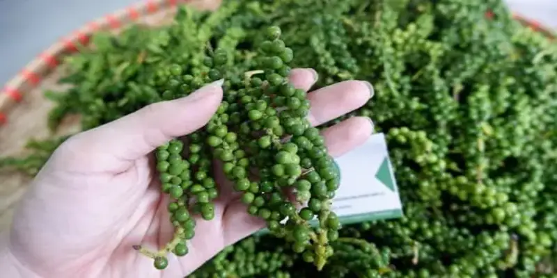 Thành phần dinh dưỡng đáng kinh ngạc của hạt tiêu xanh