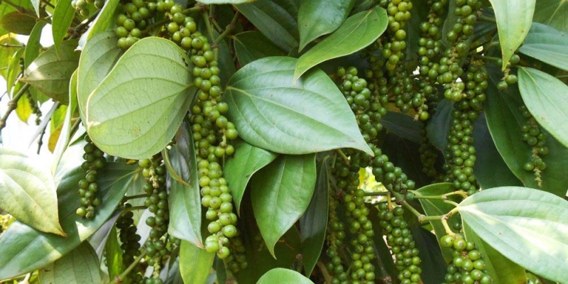 Từ các công dụng trên, chắc chắn bạn đã hiểu ăn hạt tiêu xanh có tốt không