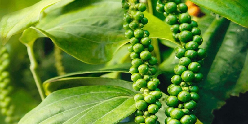 Ăn hạt tiêu sống có tốt không?