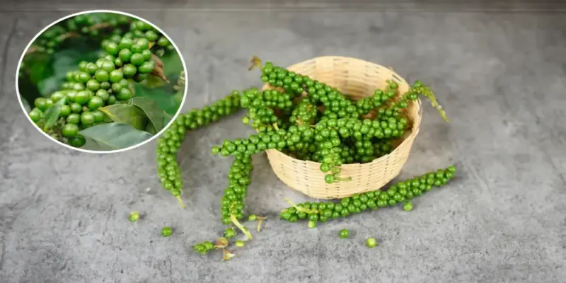 Ăn hạt tiêu sống có tốt không? Câu trả lời là có!