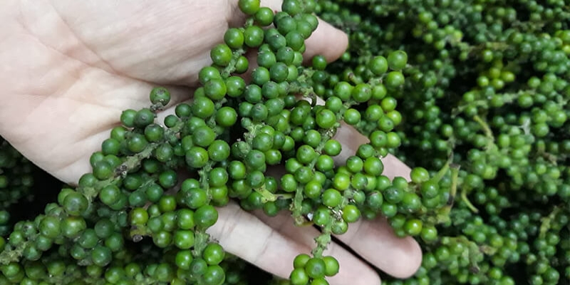 Chất chống oxy hóa trong hạt tiêu sống còn hỗ trợ làm chậm quá trình lão hóa