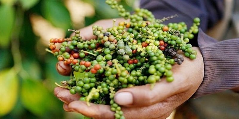 Nhiều người lựa chọn gia vị này để bổ sung vào chế độ ăn hằng ngày